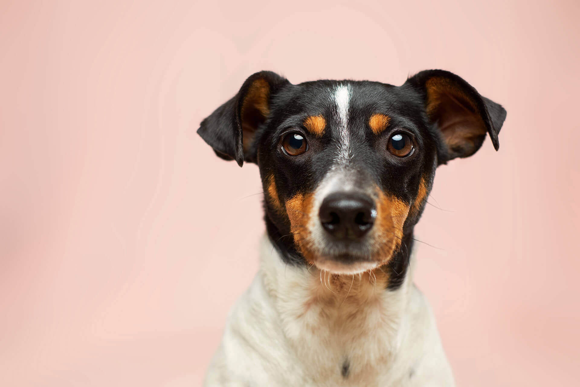 Wie sinnvoll sind Probiotika für Hunde?