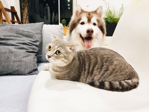 Hund und Katze die besten Calciumlieferanten für deinen Liebling 2