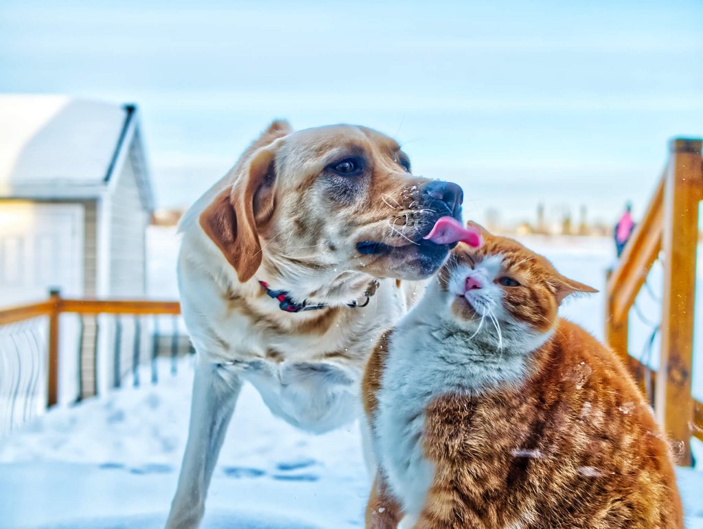 Hund und Katze